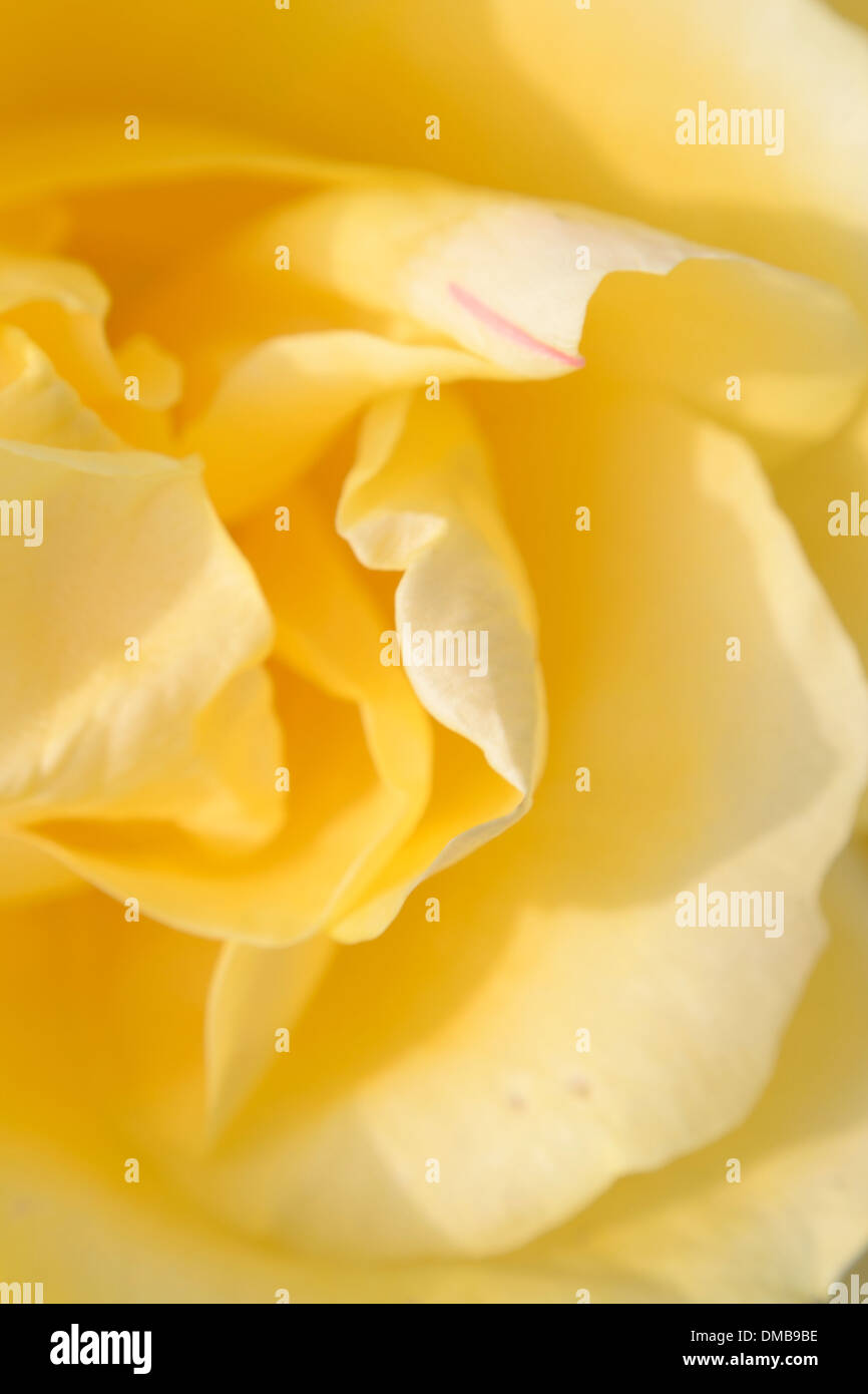 Petals soft hi-res stock photography and images - Alamy