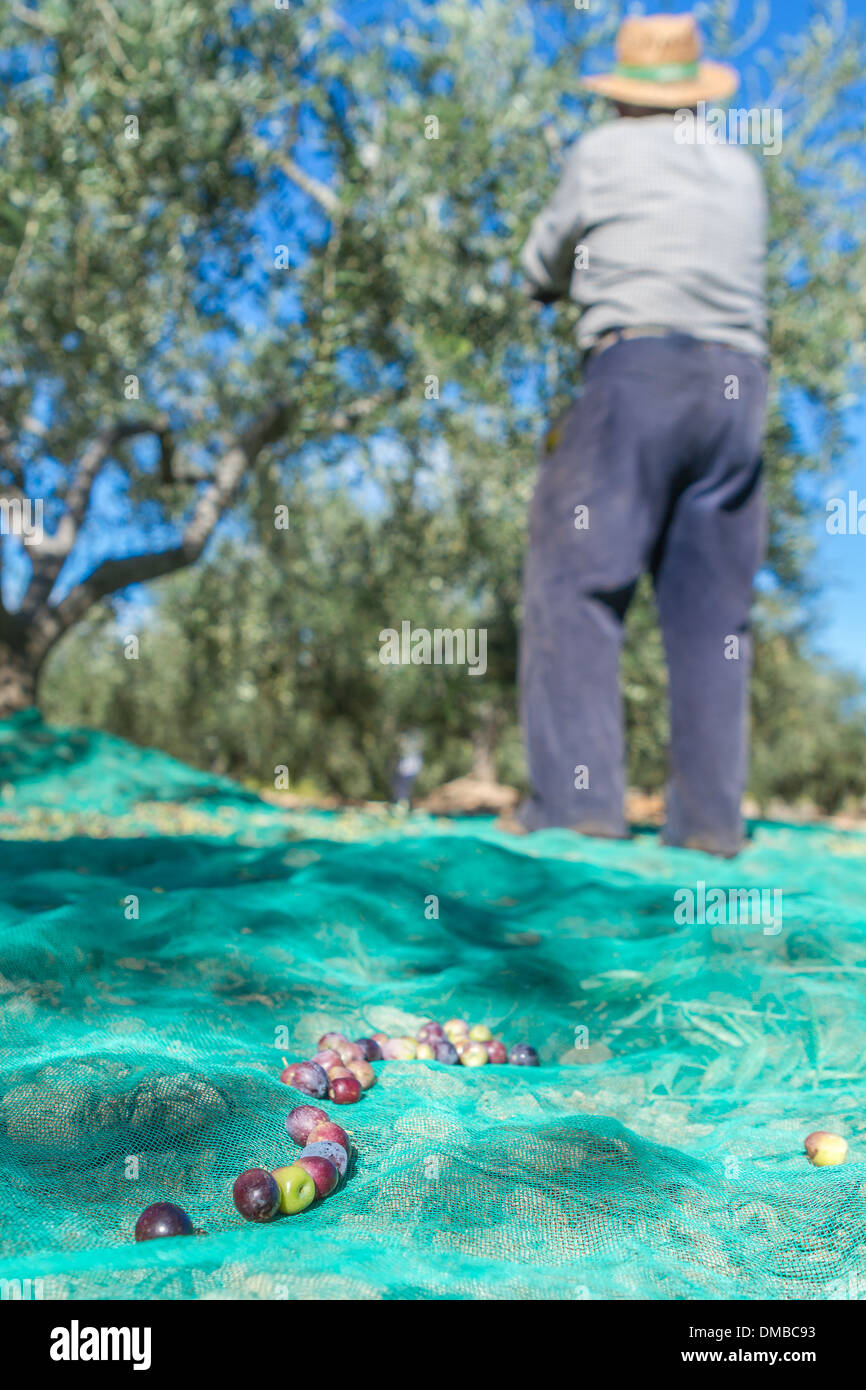 Old farmer is doing the harvest of olives for the oil Stock Photo