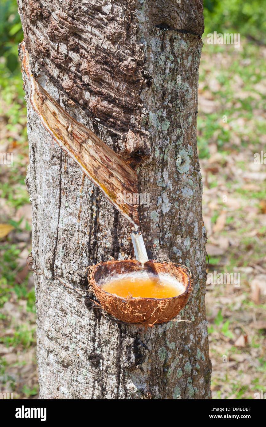 Rubber Tree Rubber Tapping Stock Photos & Rubber Tree Rubber Tapping