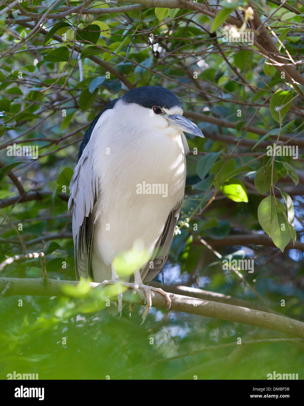 The Black-crowned Night Heron, or just Night Heron, is a medium-sized heron found throughout a large part of the world. Stock Photo