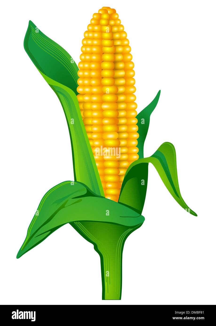 Indian corn Stock Vector