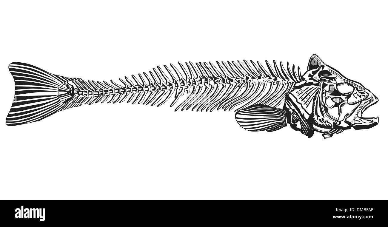 fish bone Stock Vector