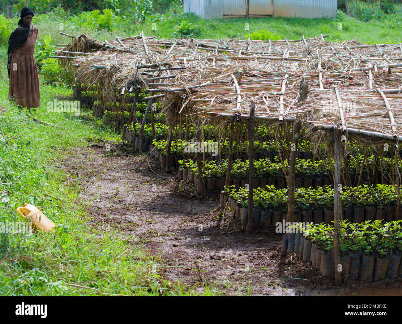 Coffee nursery, Sidamo, Ethiopia Stock Photo Alamy