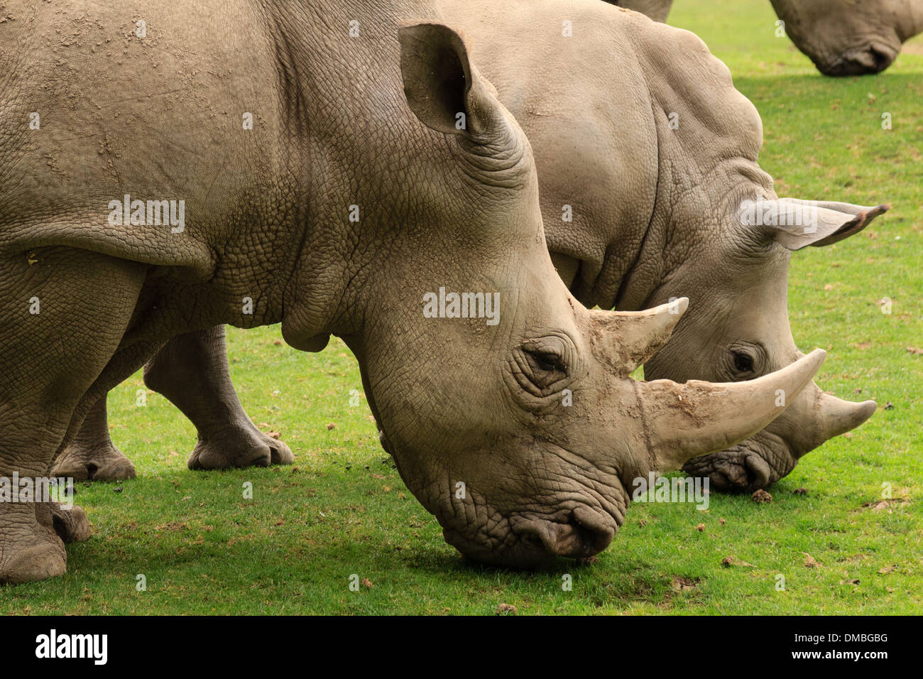 white rhinoceros or square-lipped rhinoceros (Ceratotherium simum) // Rhinocéros blanc (Ceratotherium simum) au Zoo de Beauval Stock Photo