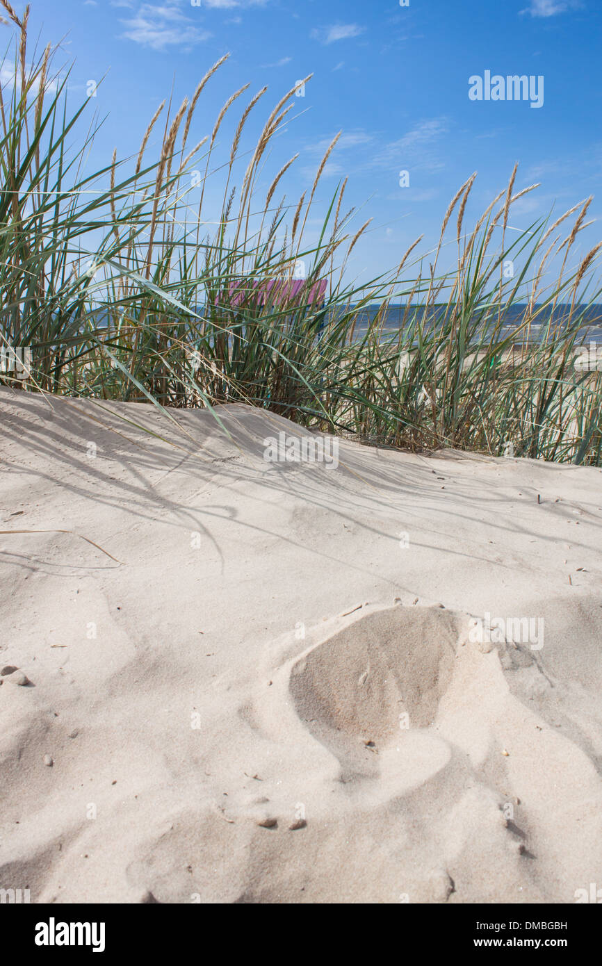 nature closeup sand beach [sandy beach] skyline [blue sky] grass sea summer sunny Stock Photo