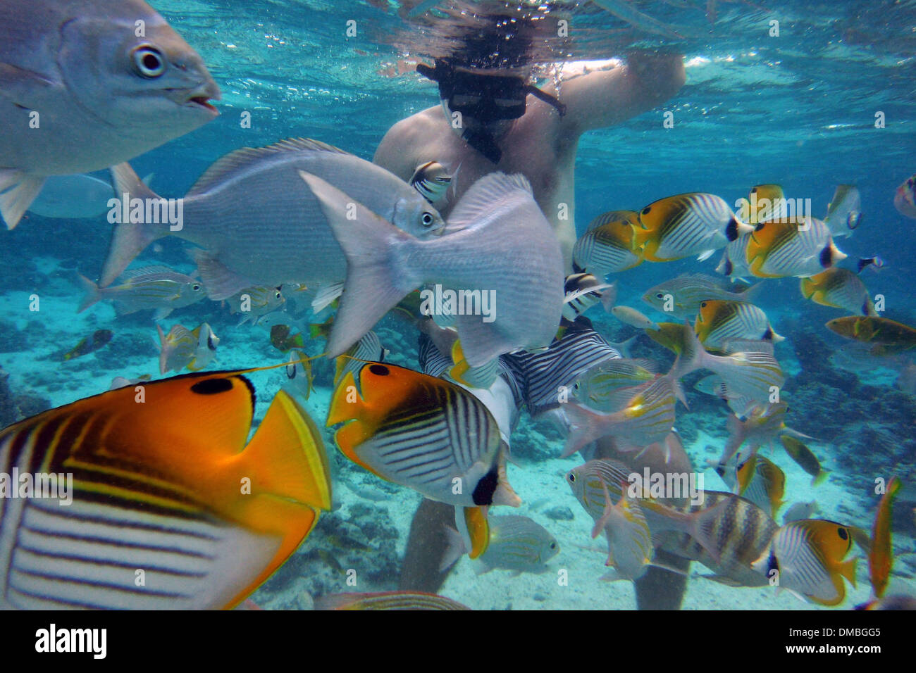 Pacific Divers Rarotonga Cook Islands Scuba Dive T Pacific Divers Rarotonga Cook Islands Scuba Dive T