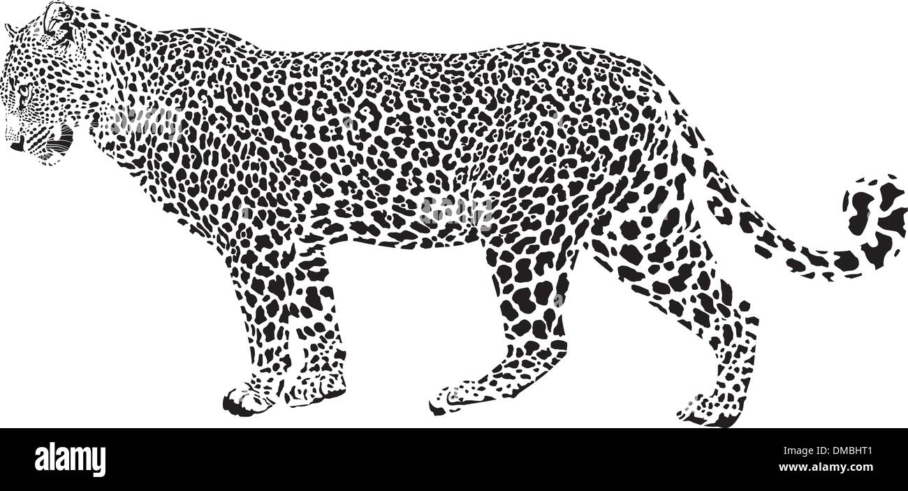 Big cat black leopard Stock Vector Images - Alamy