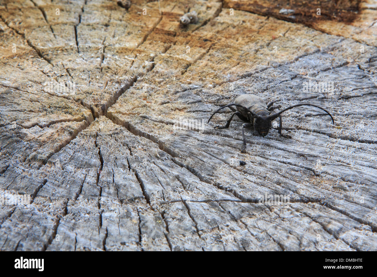 Beetle on cut tree Stock Photo