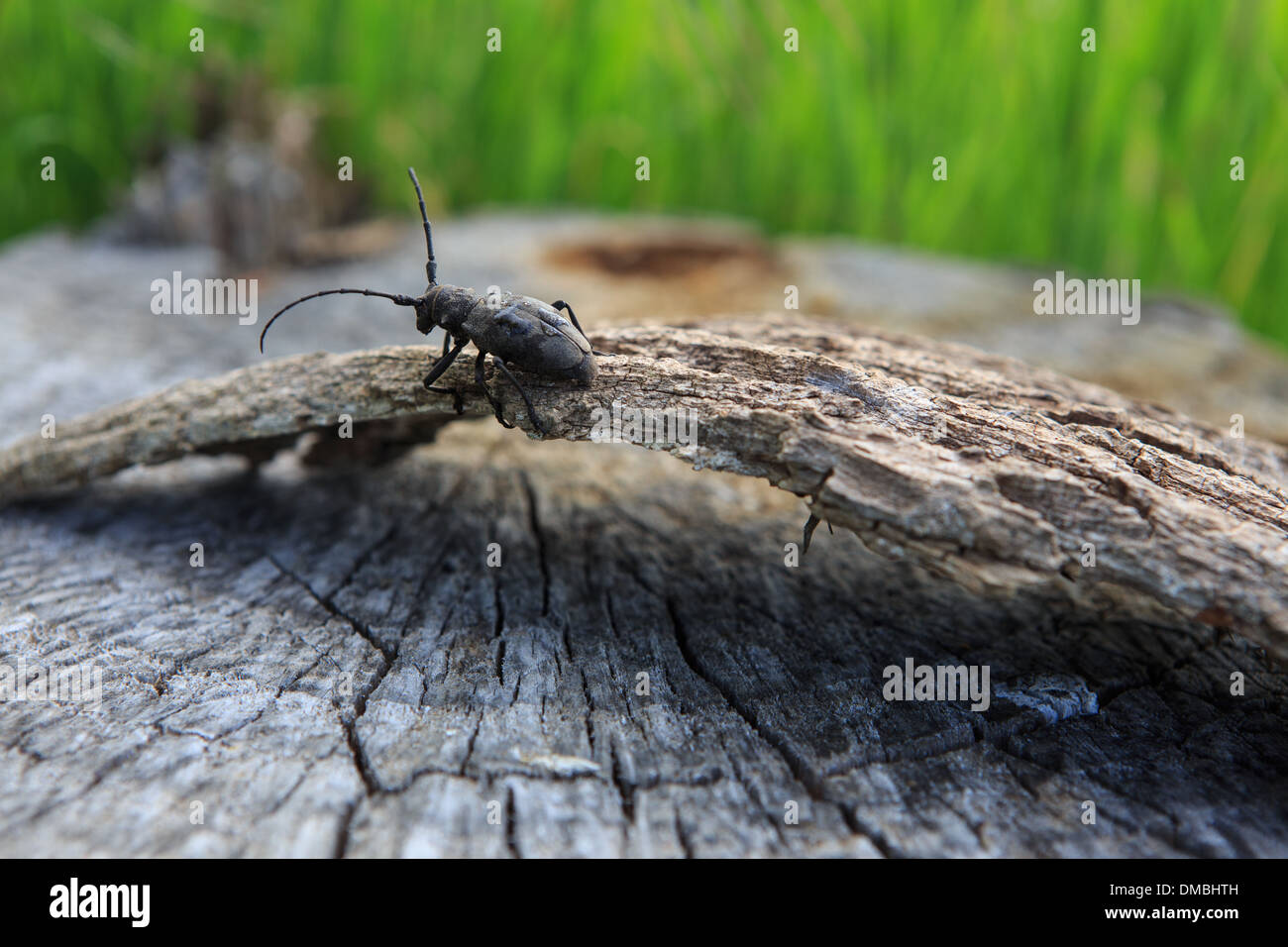 Beetle in cut tree Stock Photo