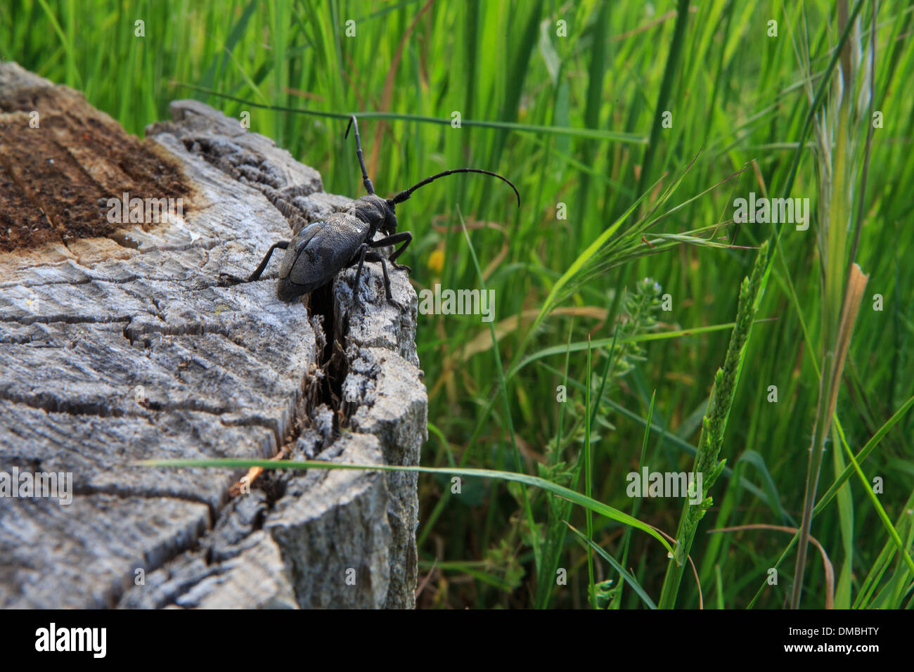 Beetle on cut tree Stock Photo
