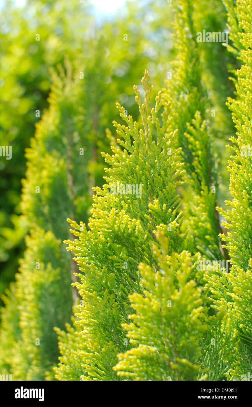Fresh Bright Beautiful Green Thuja Peak Closeup Stock Photo
