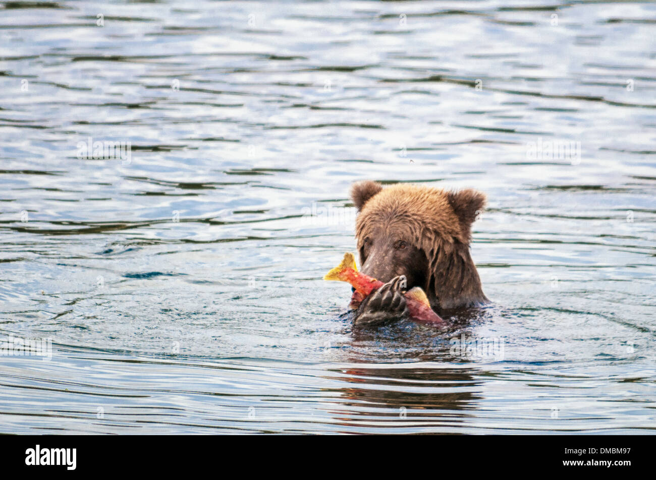 Grizzly Bear eating salmon, Ursus arctos horriblis, Brooks River, Katmai National Park, Alaska, USA Stock Photo