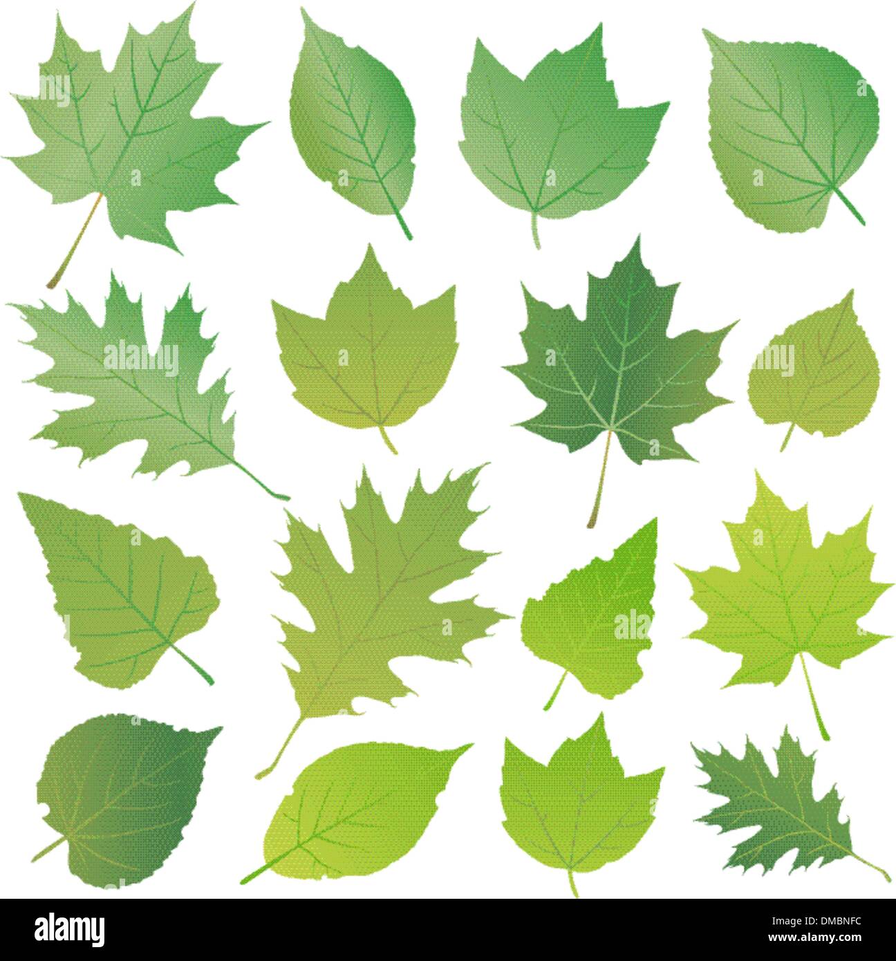 Green leaf collection set Stock Vector