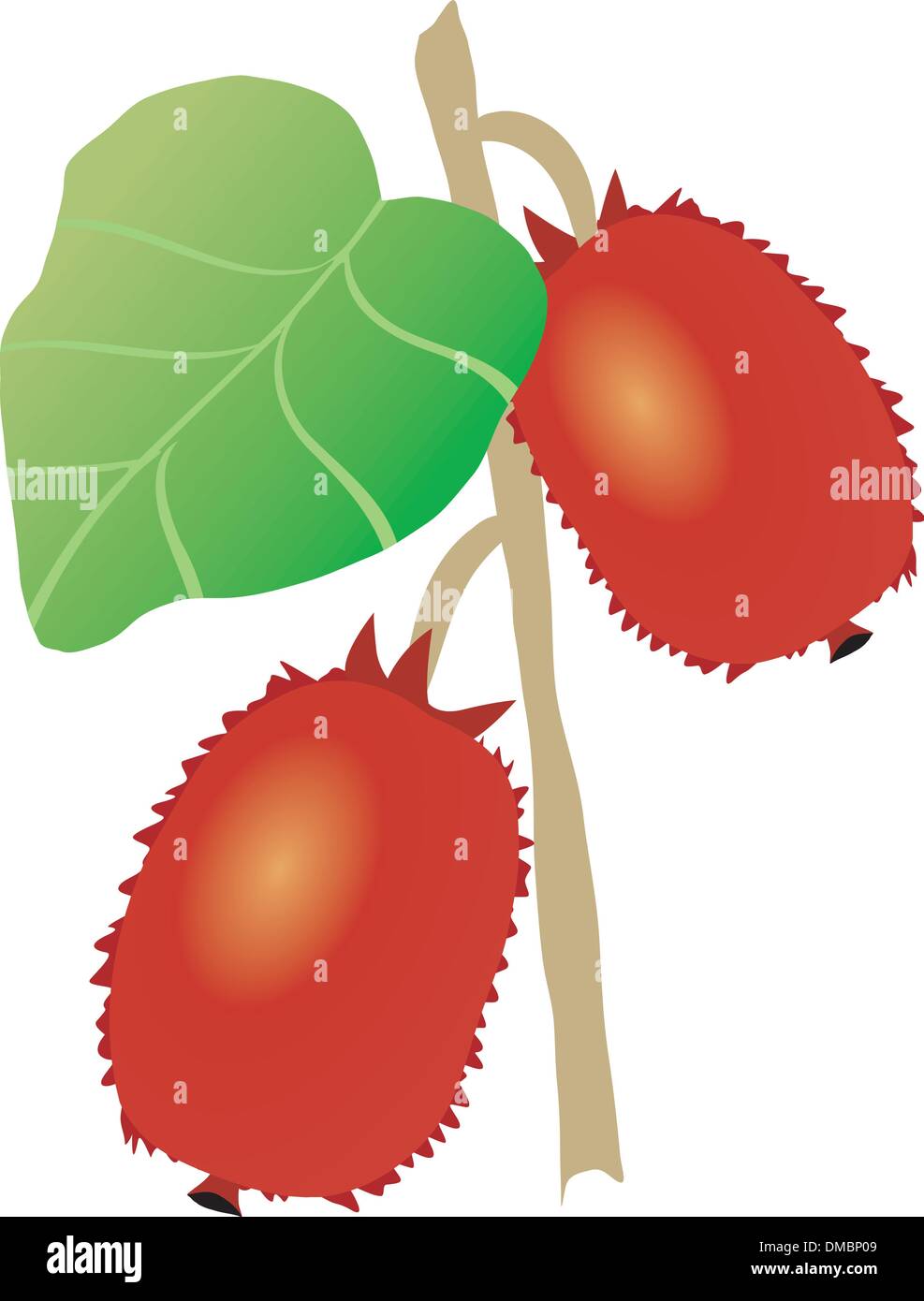 actinidia plant Stock Vector