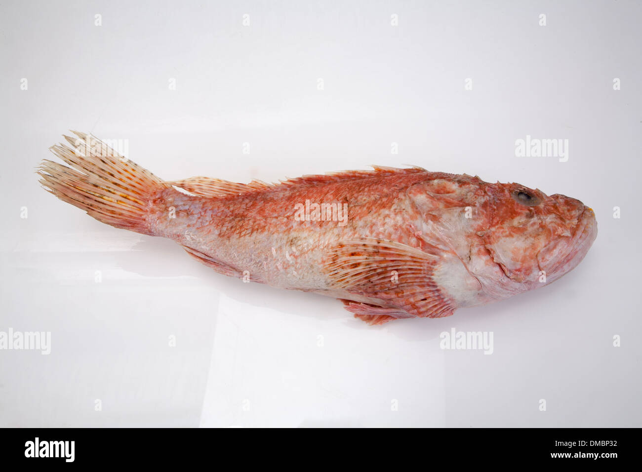 Frozen fish products laid on ice to be showcased for consumption