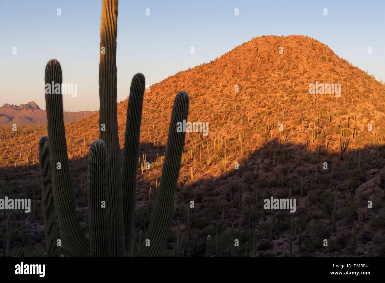 Saguaro West National Park, Tucson Arizona. Wild Dog Trail at sunset Stock Photo