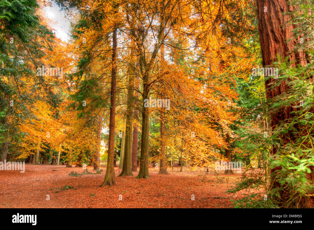 Virginia Water Park in Autumn Virginia Water Surrey England UK Stock