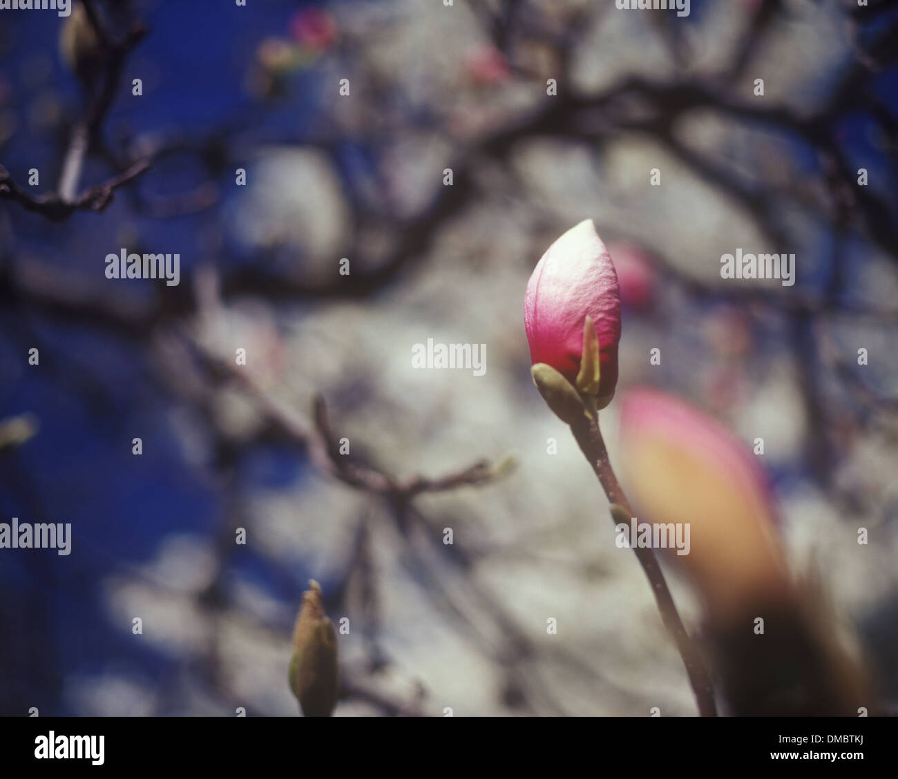 Magnolia and bud hi-res stock photography and images - Alamy