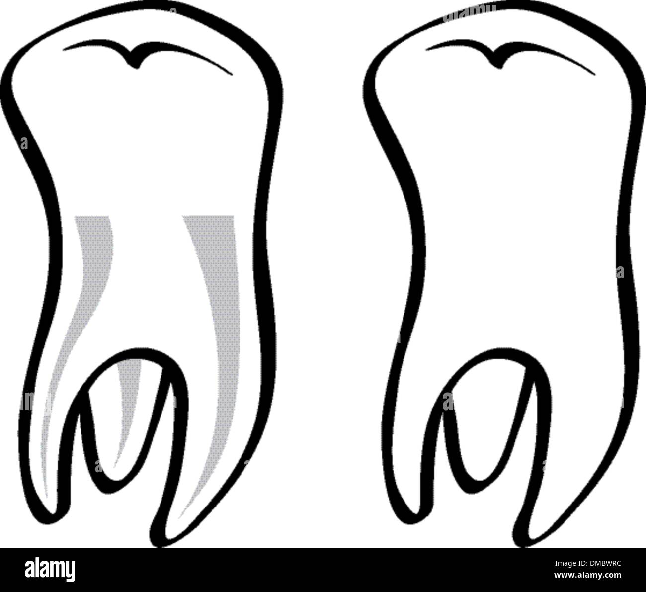 Tooth vector illustration Stock Vector Image & Art - Alamy