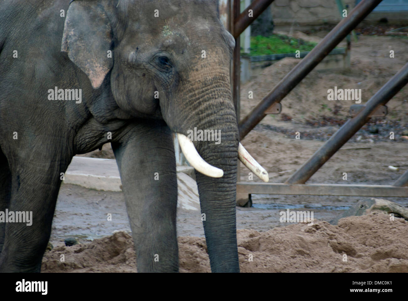 An Indian Elephant at Chester Zoo Stock Photo - Alamy