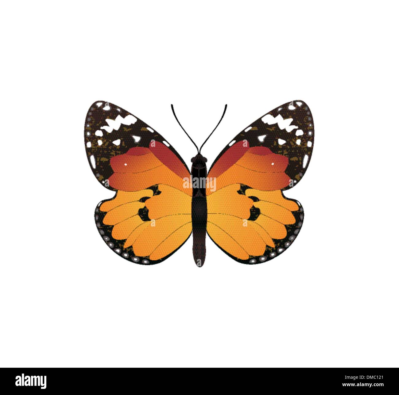 Orange Butterfly Cartoon