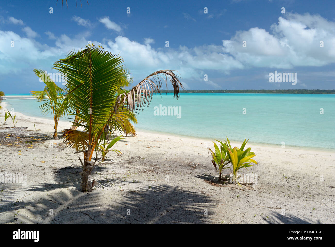 Baby palm tree growing up on the remote beach of Ee Island, Aitutaki