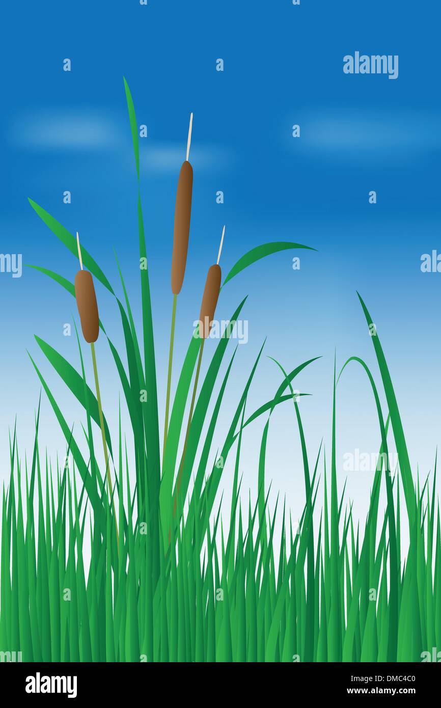 Reed plant over blue sky Stock Vector