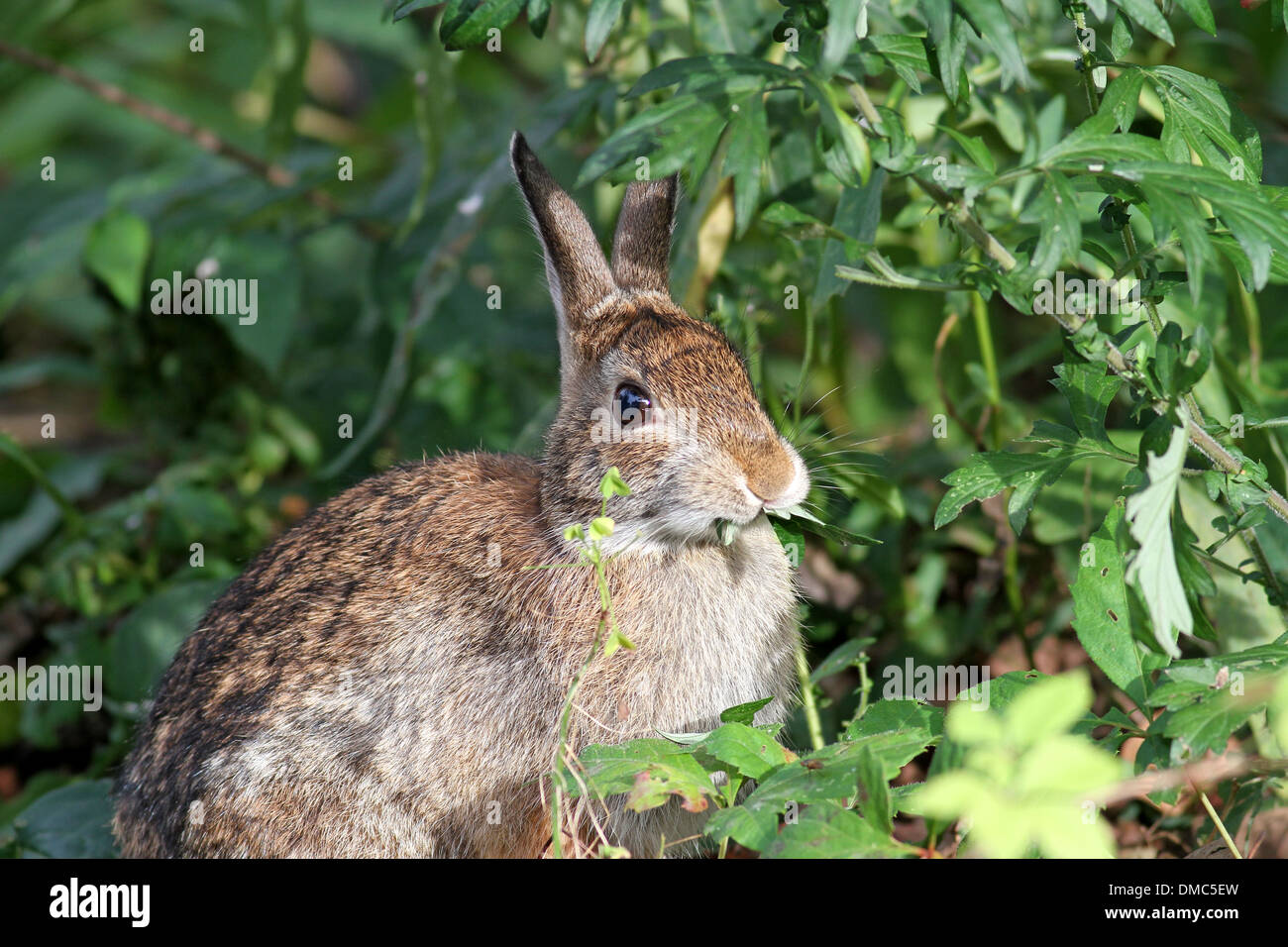 Eastern cottontail eating plant Stock Photo - Alamy