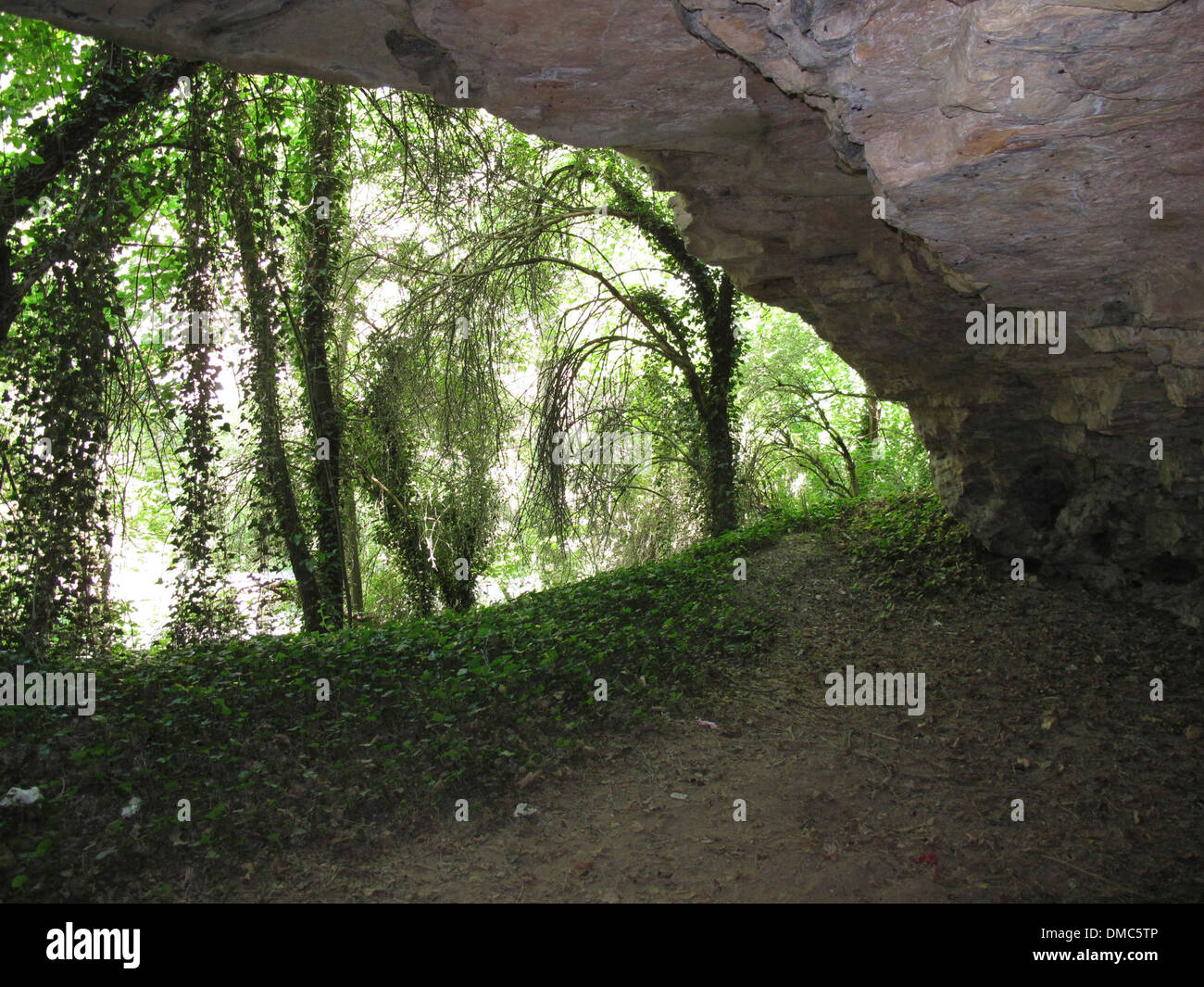 cave in a forest of large trees Stock Photo