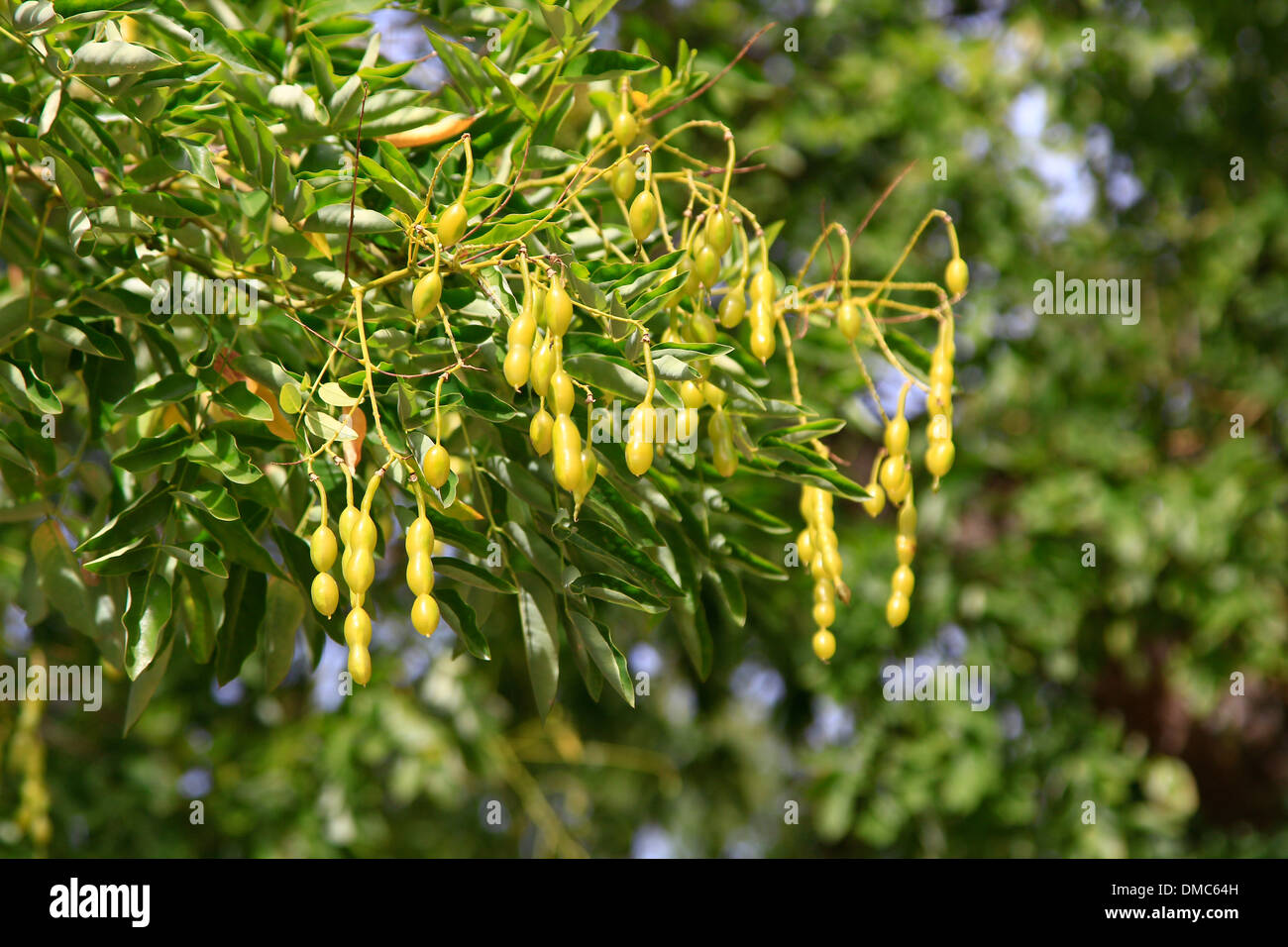 Acacia (Gleditsia triacanthos) Stock Photo