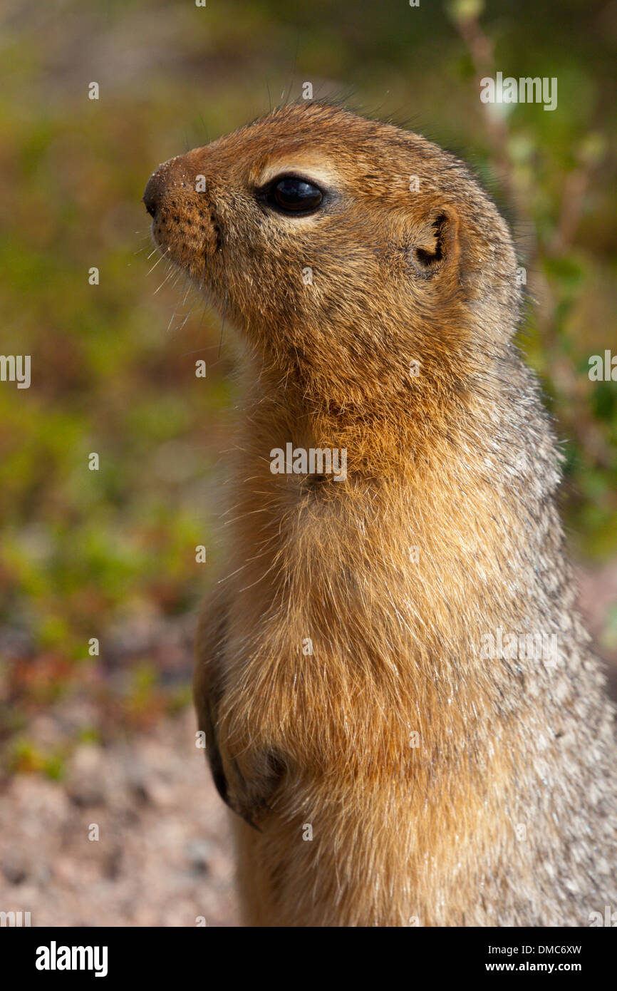 siksik arctic ground squirrel Canada tundra mammal Stock Photo - Alamy
