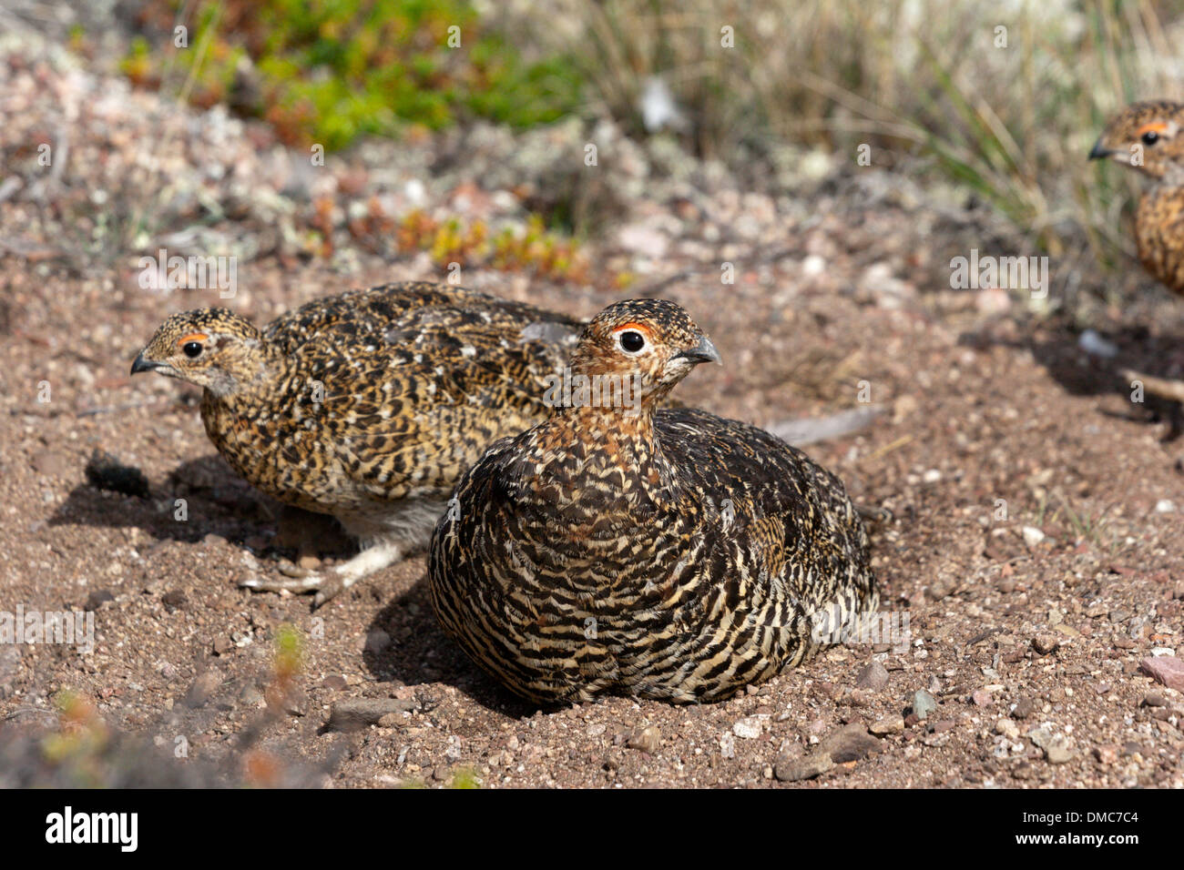 Ptarmigan Arctic Bird Feather Summer Plumage Stock Photo Alamy Ptarmigan Arctic Bird Feather Summer Plumage Stock Photo Alamy