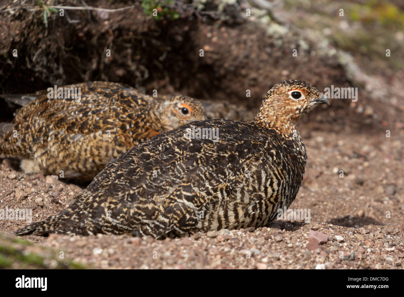 Ptarmigan Arctic Bird Feather Summer Plumage Stock Photo Alamy Ptarmigan Arctic Bird Feather Summer Plumage Stock Photo Alamy