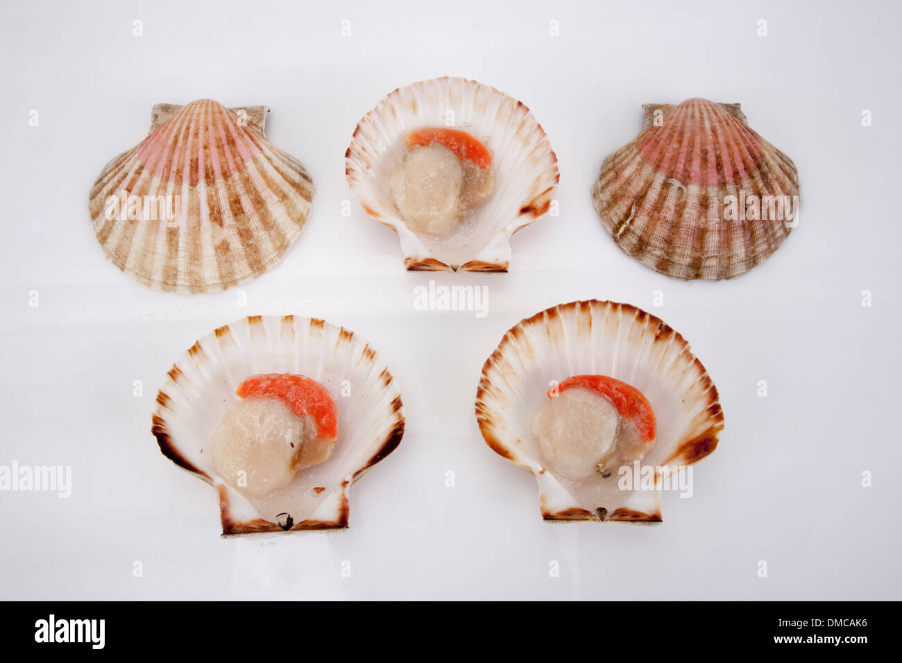 Clam shell raw food uncooked seafood eat product buy sell restaurants cuisine nutrition plate dish meal cooking chef variety art Stock Photo