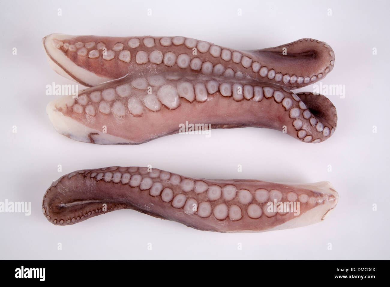 Octopus seafood frozen freeze raw uncooked food nutrition sea creature commerce buy sell wholesale package quantity many number Stock Photo