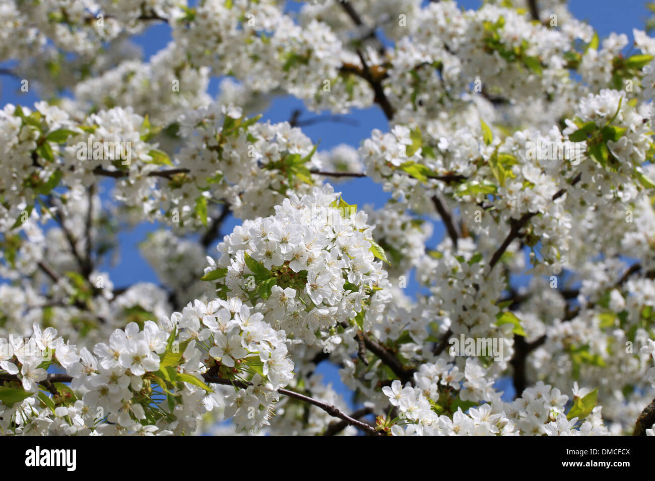 Blooming cherry tree in a garden in spring Stock Photo