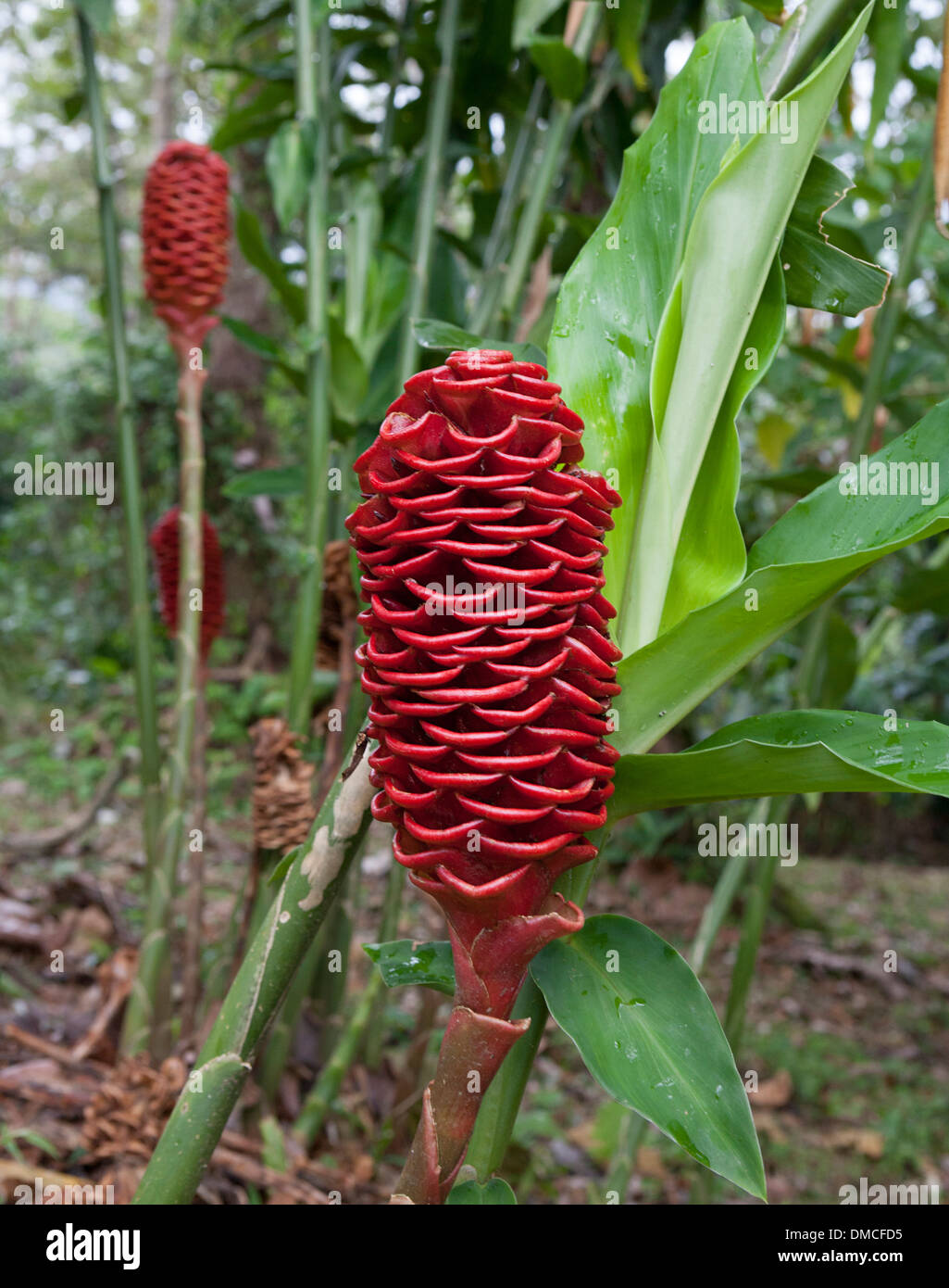 Beehive ginger plant Costa Rica Zingiber spectabile Stock Photo