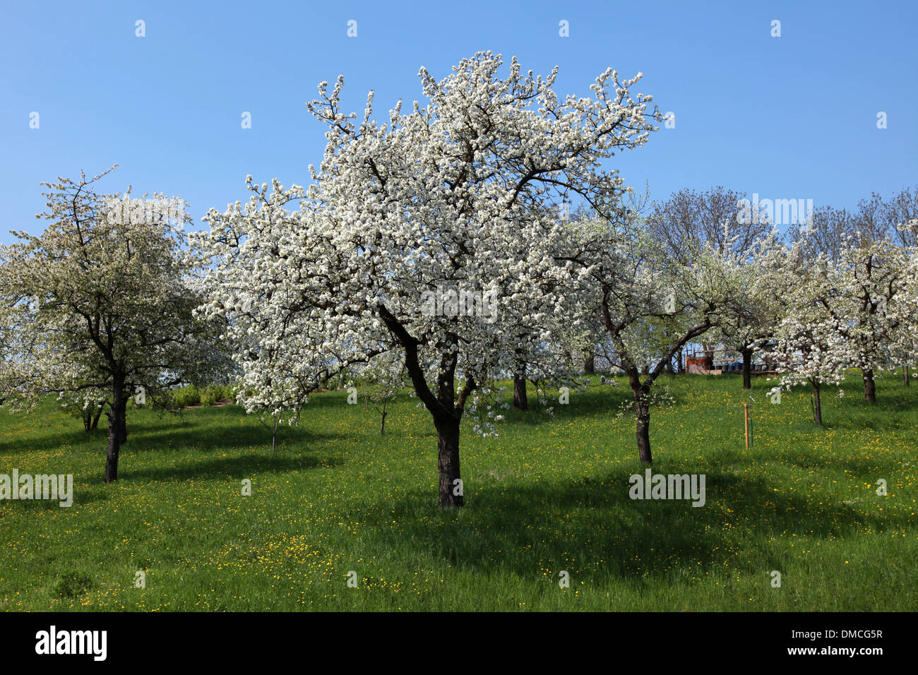 Blooming cherry tree on a green meadow in spring Stock Photo