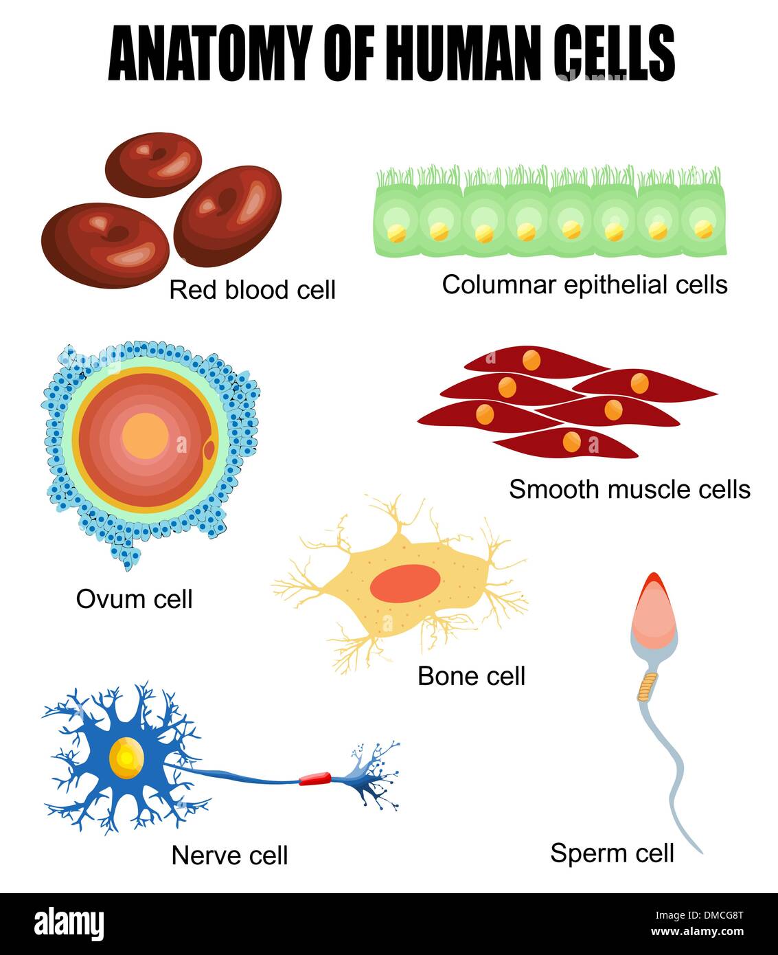 Anatomy of human cells Stock Vector