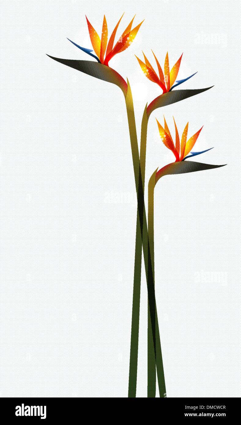 Bird of Paradise flower isolated Stock Vector Image & Art Alamy