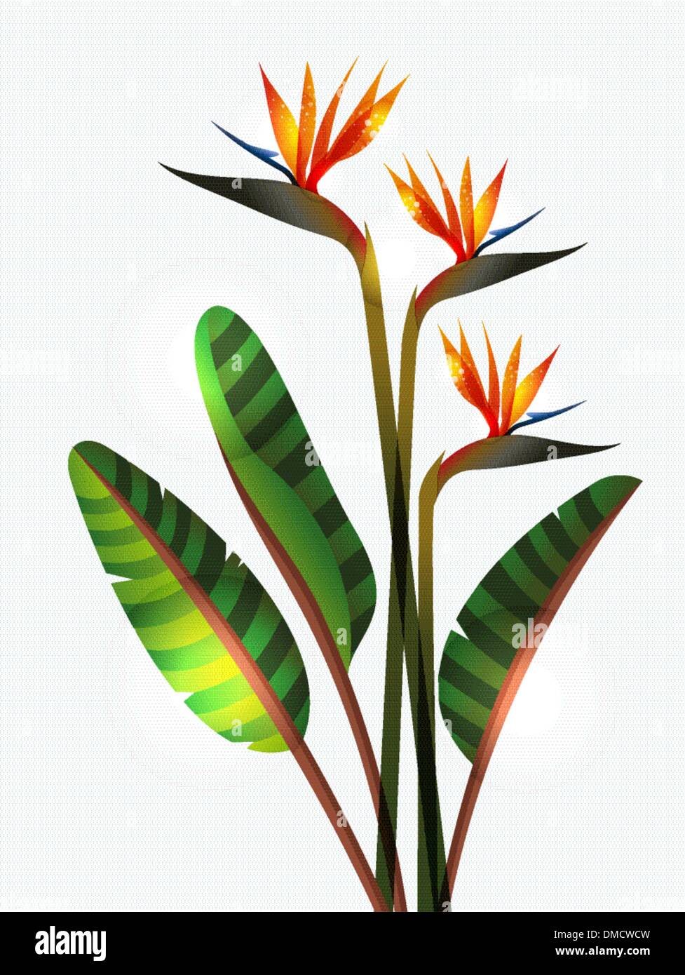 Bird of Paradise flower and stem Stock Vector Image & Art Alamy