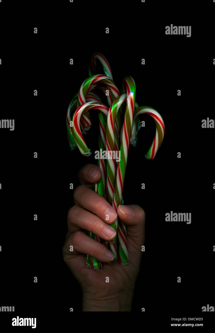 Hand holding a bunch of Christmas candy canes against black