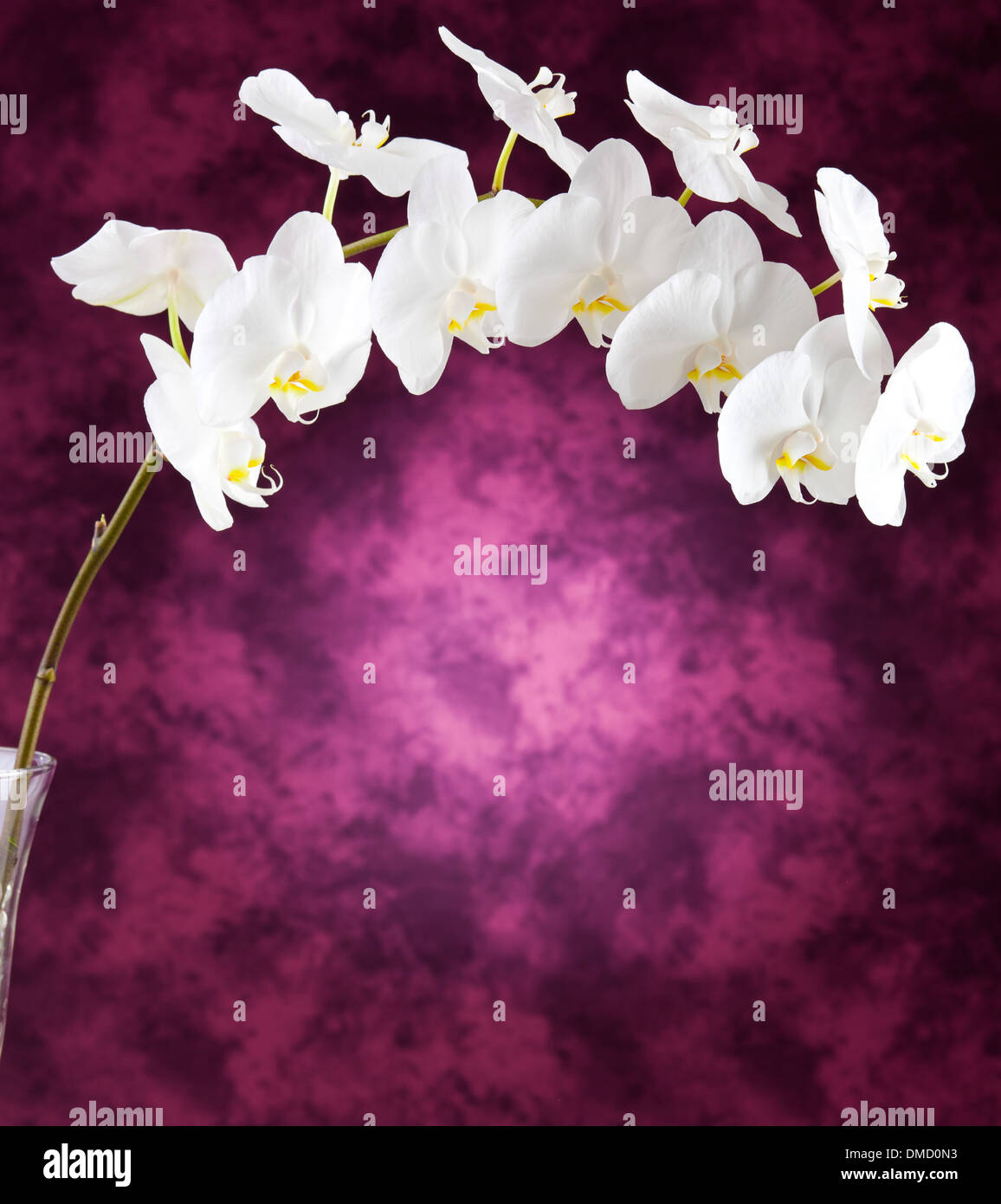 White orchid flowers on purple background Stock Photo