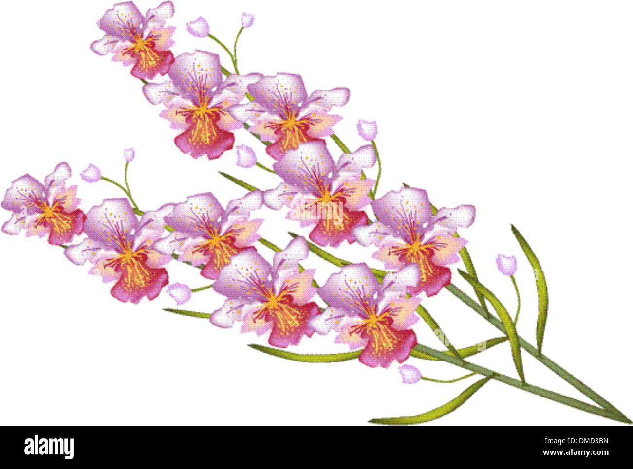 Beautiful Vanda Orchid Isolated on White Background Stock Vector