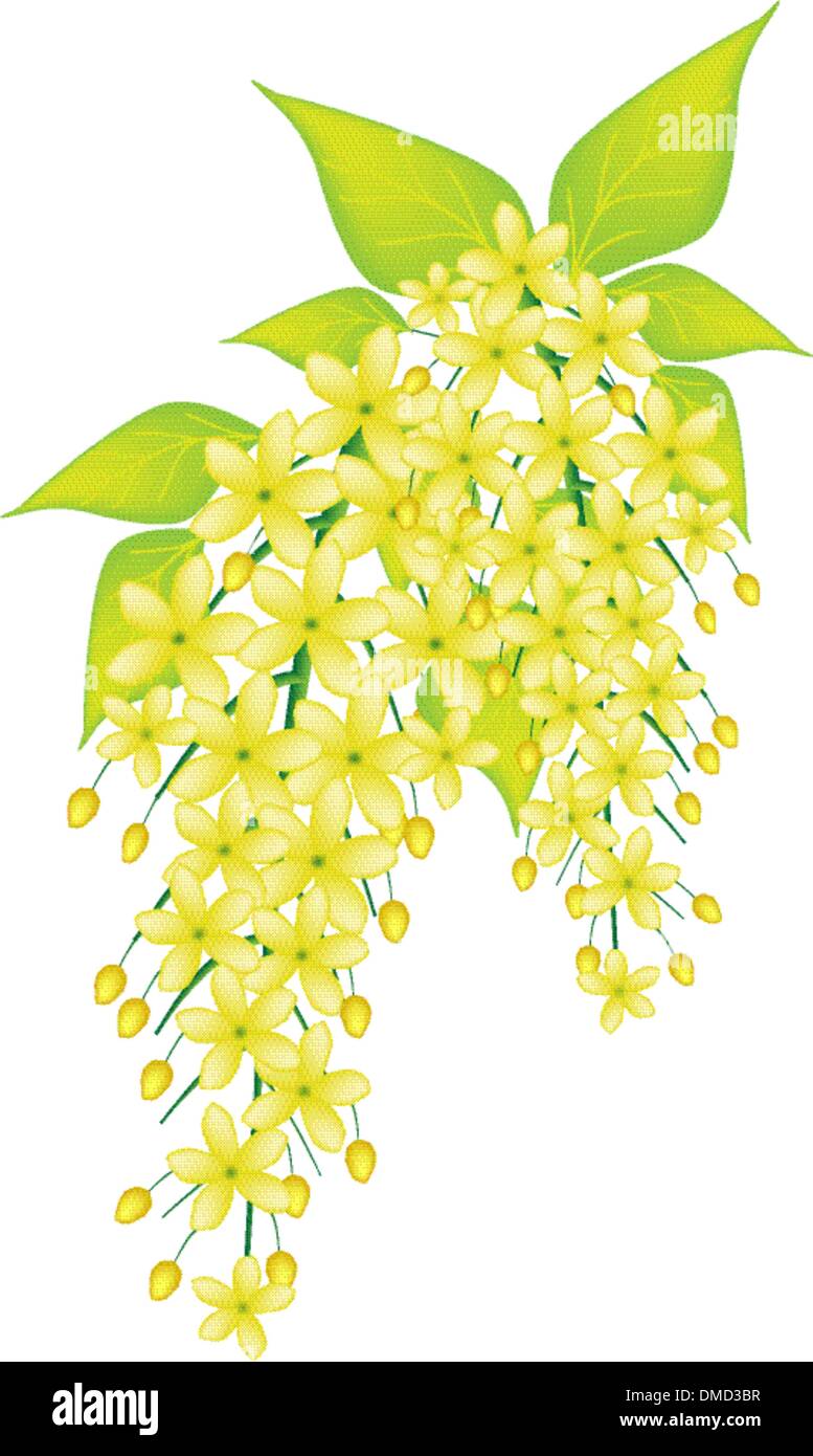 Ratchaphruek Flower Stock Photo - Download Image Now - Art, Beauty, Blossom  - iStock