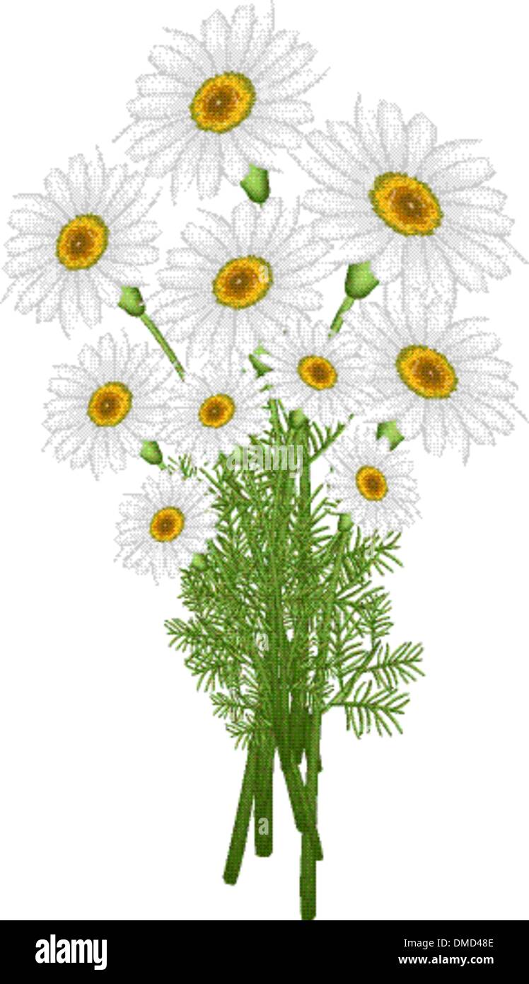 A Lovely Fresh Chamomile Bouquet in White Background Stock Vector Image ...