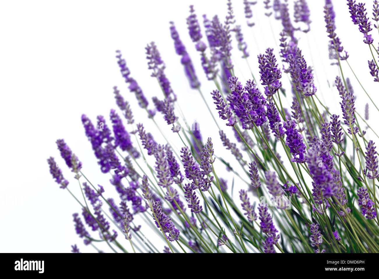 Lavender flower isolated on white background Stock Photo - Alamy