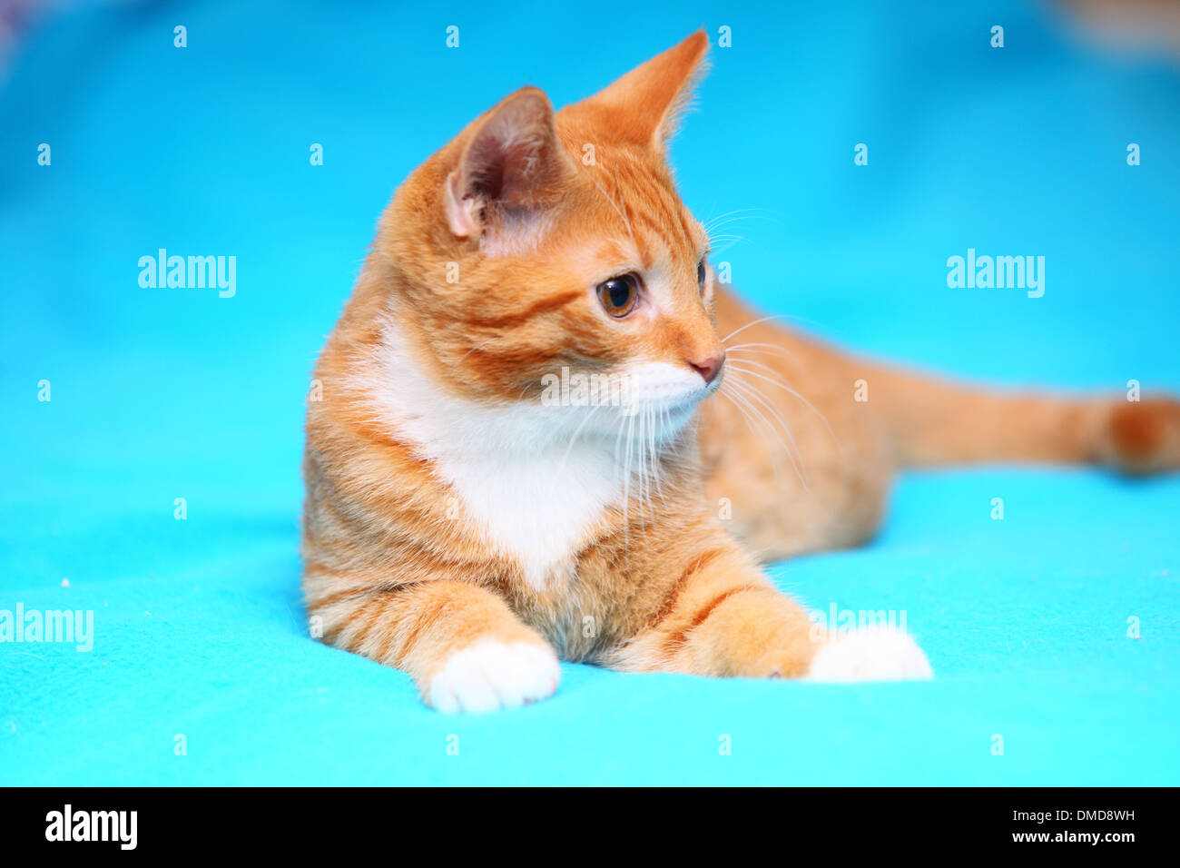 Animals at home. Red cute little baby cat pet kitten laying on bed turquoise blanket Stock Photo