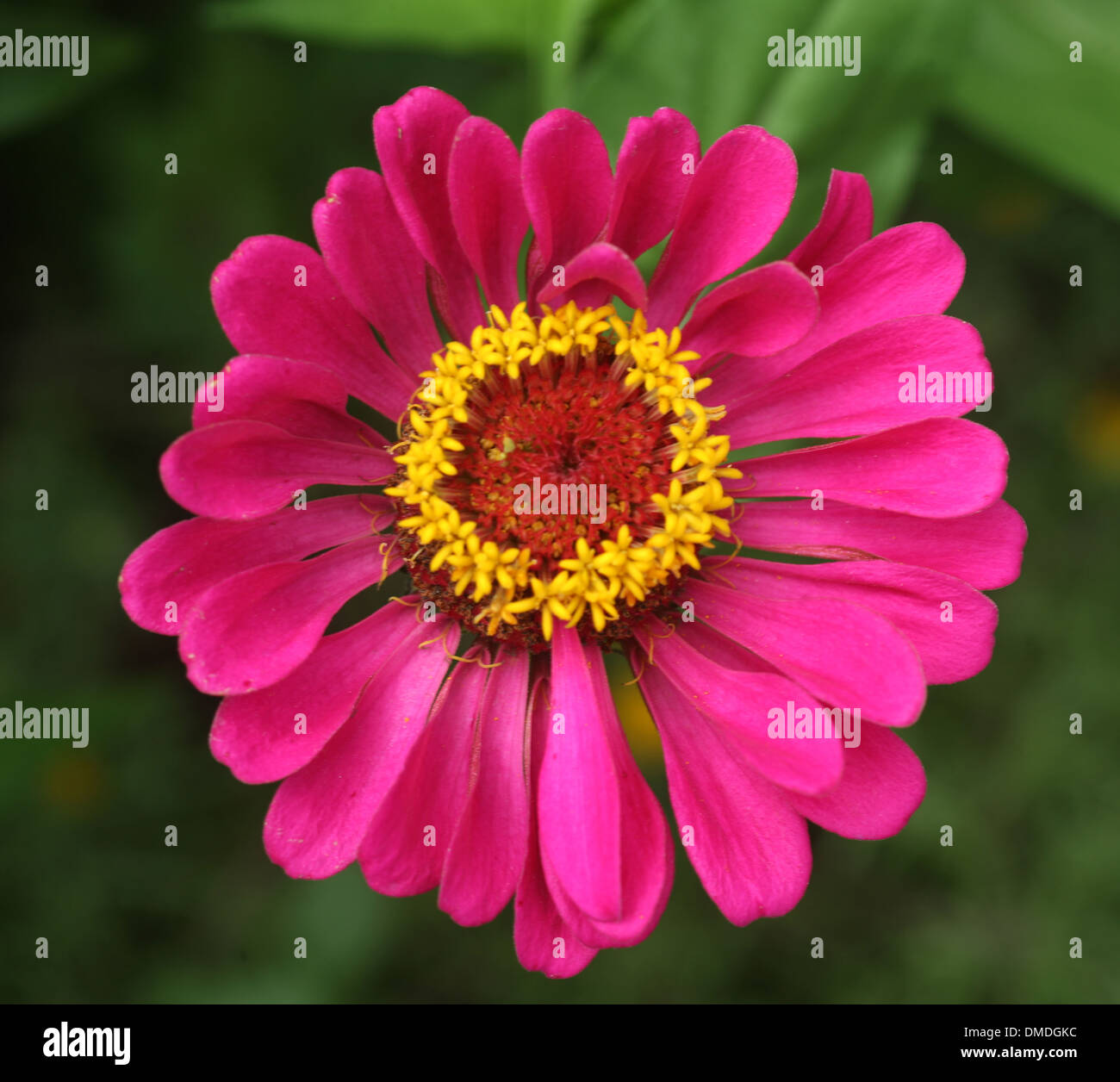 Pink Daisy Yellow and red Center Stock Photo
