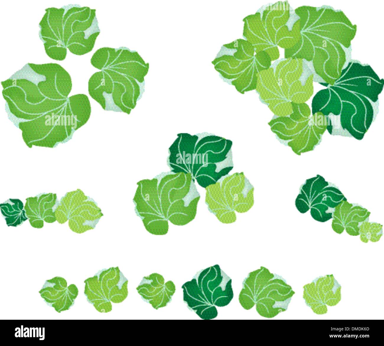 A Set of Polyscias Leaves on White Background Stock Vector